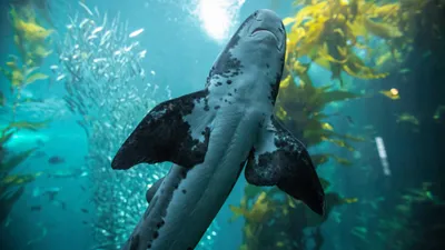 Хищник, вода, водоросли, фото - Новости Zakon.kz от 26.01.2026 02:30