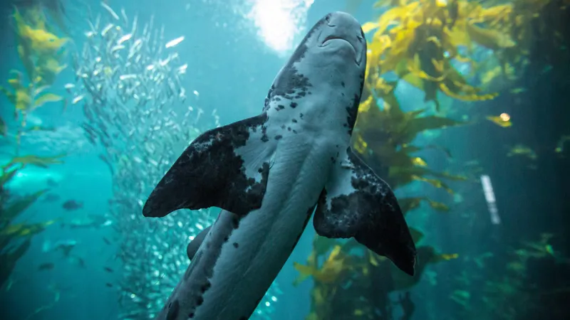 "Выросли ноги": ученые узнали правду о ходящих по суше акулах