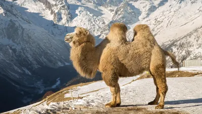 Необычный "пешеход" на трассе Актау – Жанаозен остановил автоколонну под охраной полиции