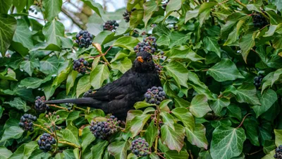 Птица, ягоды, кусты, фото - Новости Zakon.kz от 26.01.2026 07:55