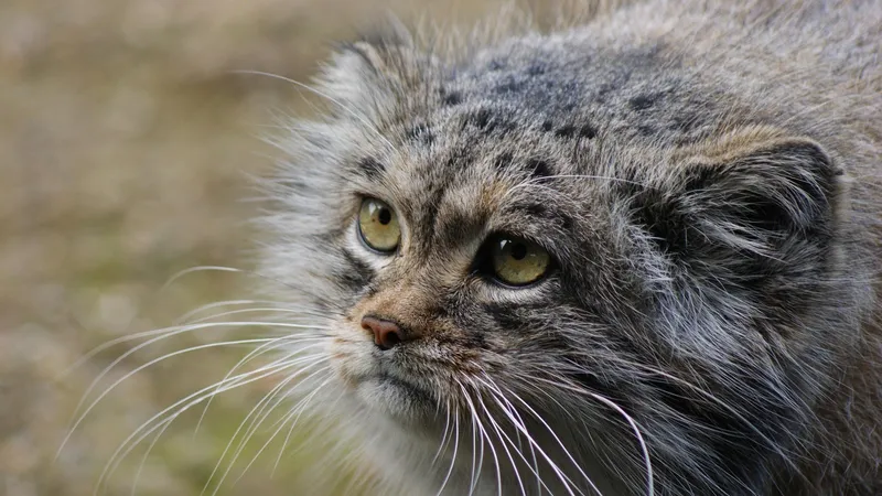 Невероятное чудо Чарына: мама-манул впервые показала своего котенка