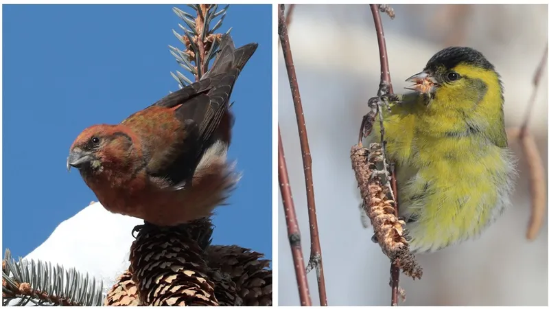 Почему алматинцы все чаще замечают "незнакомых" птиц в городе