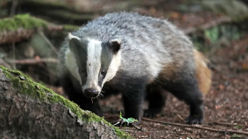 Жестокая расправа с барсуками в Акмолинской области: заведено уголовное дело