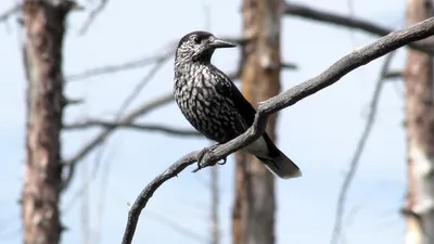 кедровка, птица, фото - Новости Zakon.kz от 27.01.2026 15:22