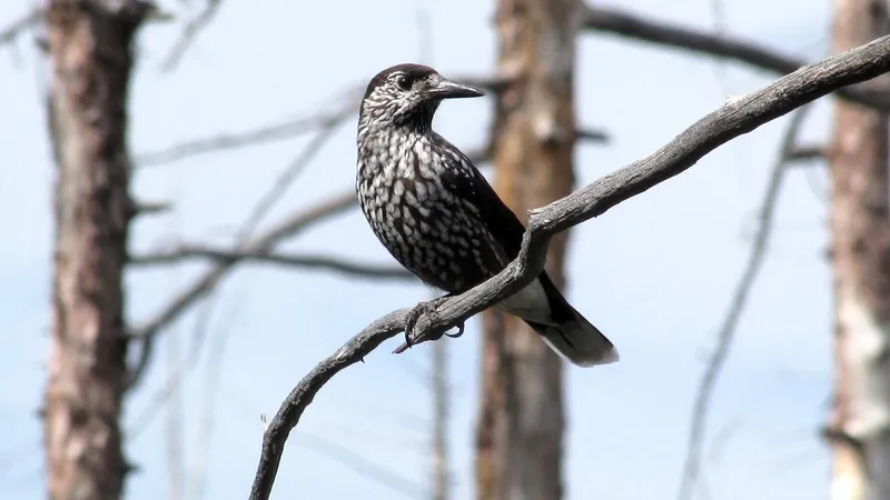 Кедровка из Восточного Казахстана: чем уникальна маленькая птица с огромной миссией