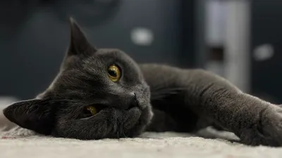 кот, животные, фото - Новости Zakon.kz от 27.01.2026 13:53