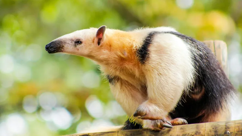 Зоопарк Алматы поделился хорошей новостью: Вы точно их раньше не видели