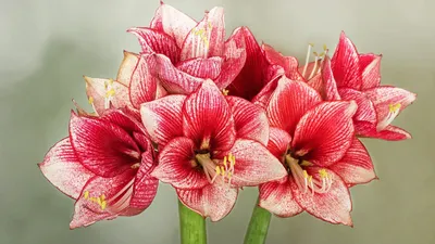 Гиппеаструм красноватый, цветы, фото - Новости Zakon.kz от 28.01.2026 11:56