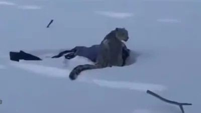 снежный барс напал на лыжницу, фото - Новости Zakon.kz от 28.01.2026 13:04