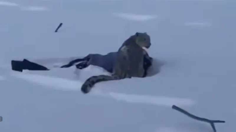 Снежный барс напал на лыжницу в горах недалеко от границы с Казахстаном