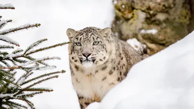 Редкая удача: алматинец встретил барса на БАО, фото - Новости Zakon.kz от 28.01.2026 13:31