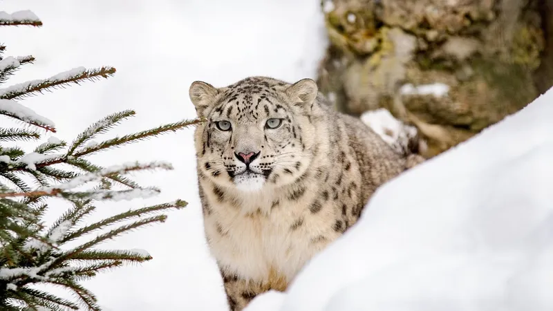 Редкая удача: алматинец встретил барса на БАО