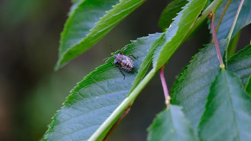 Ученые нашли новые виды насекомых на востоке Казахстана