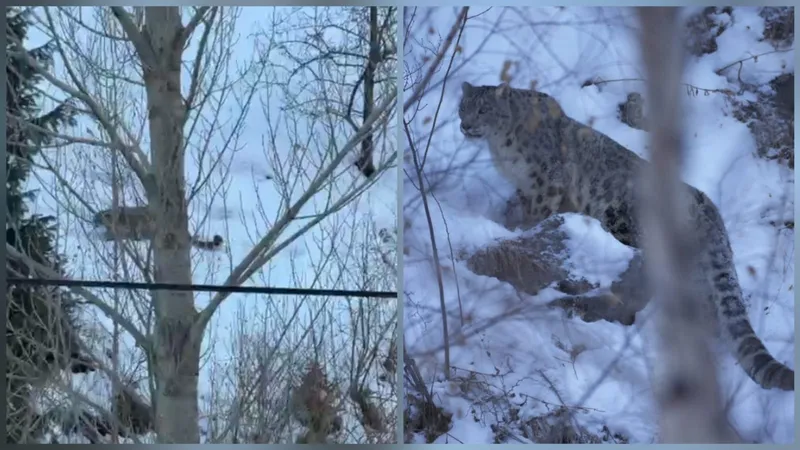Встреча с поохотившимся снежным барсом в горах Алматы: уникальное видео