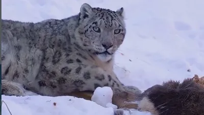 снежный барс, Дмитрий Доценко, горы, Алматы , фото - Новости Zakon.kz от 29.01.2026 23:37