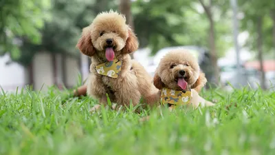 собаки, породы, рейтинг , фото - Новости Zakon.kz от 30.01.2026 00:34