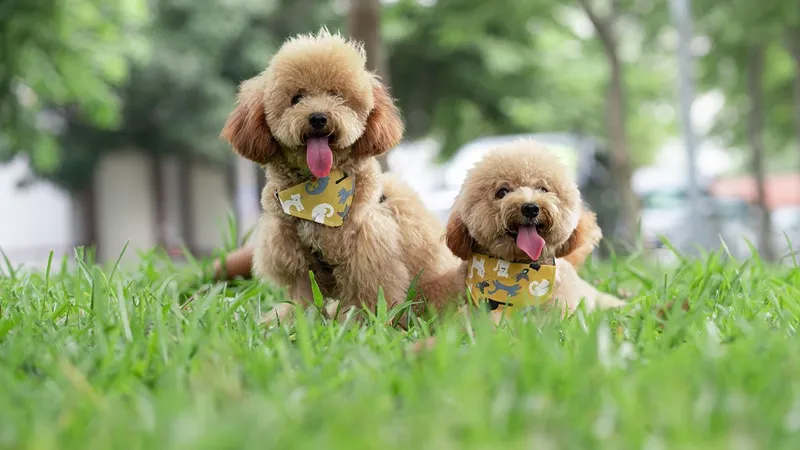 Эксперты назвали топ-5 самых чистоплотных пород собак для квартиры