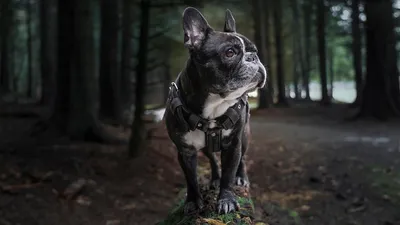 бульдог, собака, фото - Новости Zakon.kz от 29.01.2026 12:24