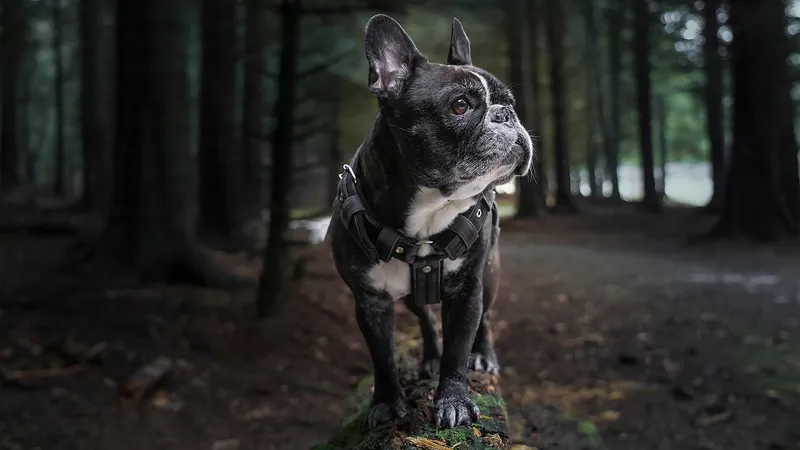 Какие болезни "любят" крупные и мелкие собаки