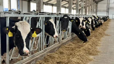 Корова, коровы, крупный рогатый скот, скотоводство, фермерское хозяйство, животноводство, ферма, фото - Новости Zakon.kz от 09.02.2026 12:47