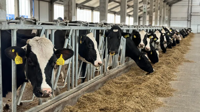 Минсельхоз сделал заявление из-за слухов об изъятии и уничтожении скота в Казахстане