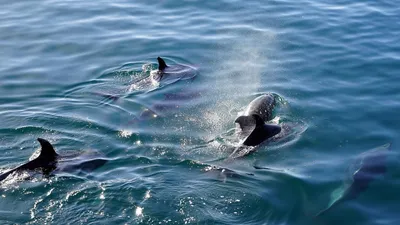 Море, дельфины, вода, фото - Новости Zakon.kz от 30.01.2026 05:59