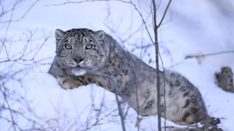Символ Заилийского Алатау: на снежного барса, замеченного близ Алматы, наденут ошейник