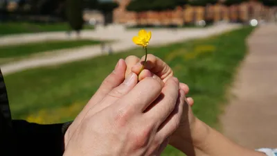 Цветок, руки, природа, фото - Новости Zakon.kz от 30.01.2026 08:28