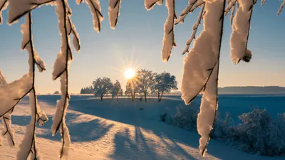 солнце, снег, ветки, фото - Новости Zakon.kz от 30.01.2026 12:27