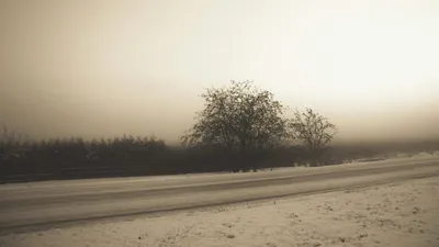 деревья, дорога, туман, фото - Новости Zakon.kz от 30.01.2026 15:21