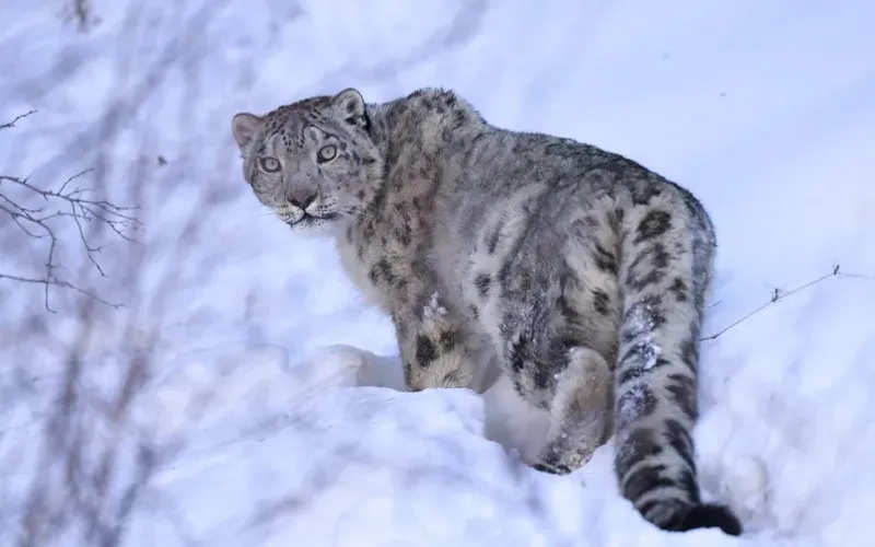 "Люди сильно вредят животному и не думают о себе" – ученый о желающих увидеть снежного барса в горах Алматы