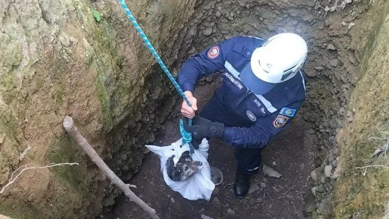 Более 400 животных спасли сотрудники МЧС в 2025 году
