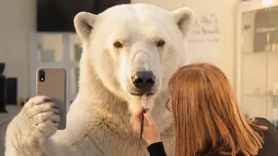 Супербоул и Pepsi , фото - Новости Zakon.kz от 02.02.2026 04:40