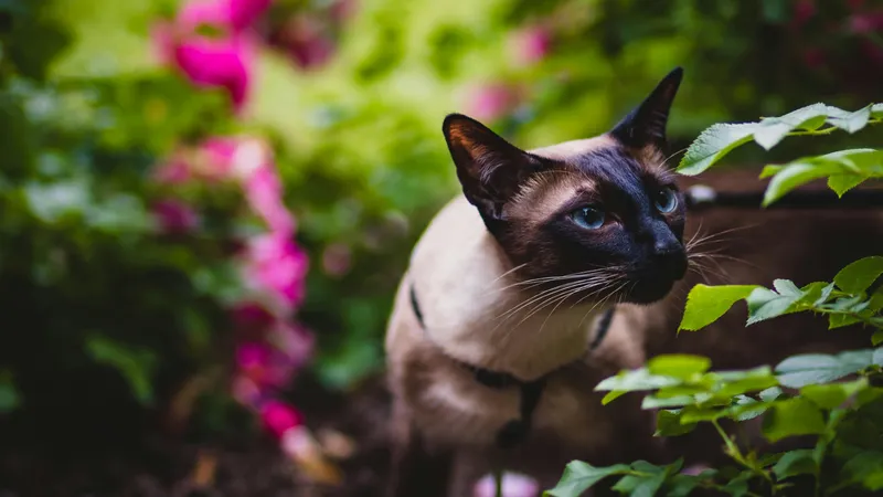 Мурлыкающий бум: как кошки спасают экономику Таиланда