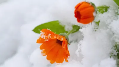 цветы, снег, фото - Новости Zakon.kz от 02.02.2026 18:00