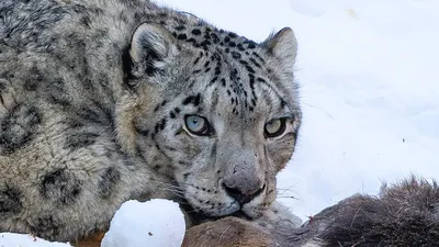 снежный барс, хищник, фото - Новости Zakon.kz от 02.02.2026 14:50