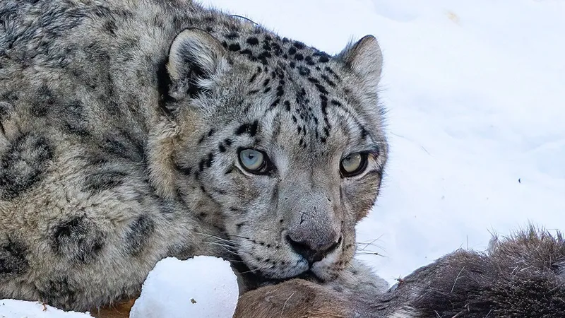 Кадры со снежным барсом обернулись громким скандалом для известного казахстанского фотографа