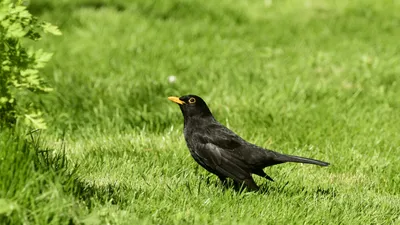 чёрный дрозд, птица, фото - Новости Zakon.kz от 02.02.2026 17:46