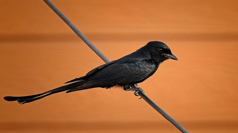 Ученые открыли птицу, которая лжет другим животным ради личной выгоды