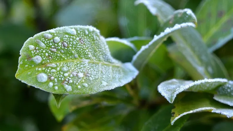 Кубинцы впервые увидели иней и почувствовали мороз, зафиксировав температурный рекорд