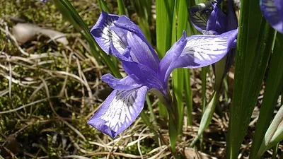 ирис, фото - Новости Zakon.kz от 03.02.2026 15:22