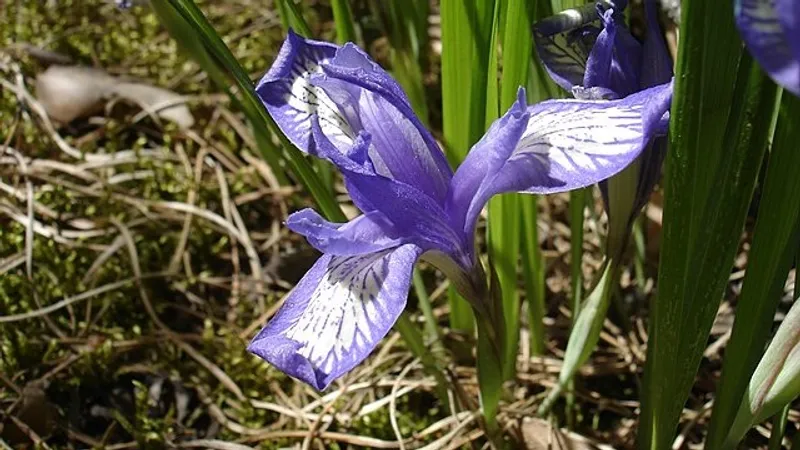 Цветок из Казахстана оказался в Гарварде: что о нем известно