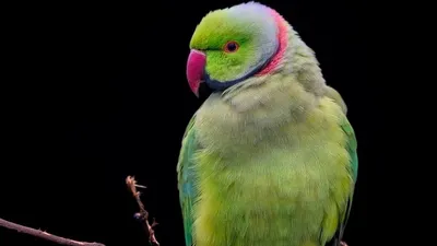 попугай, Усть-Каменогорск, мороз, фото - Новости Zakon.kz от 05.02.2026 00:03