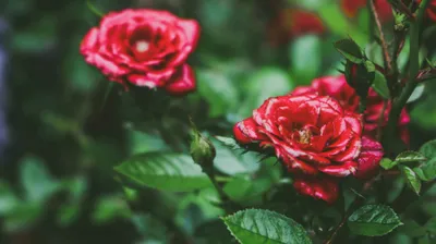 розы, цветы, фото - Новости Zakon.kz от 04.02.2026 13:47