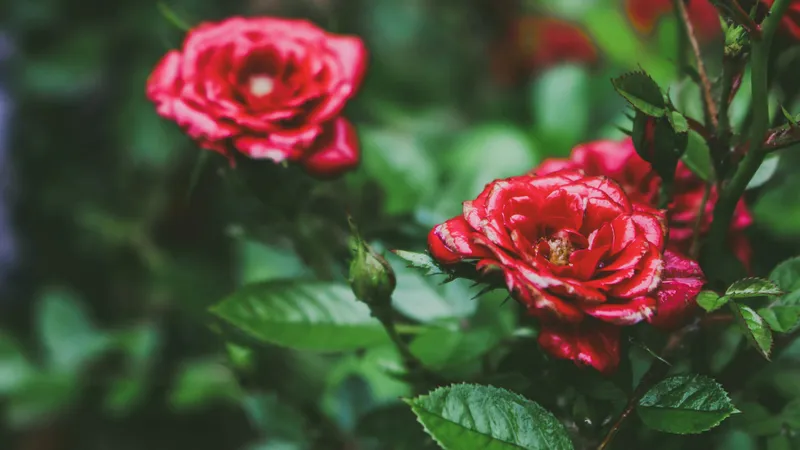 Опасного вредителя завезли в Казахстан с импортными розами