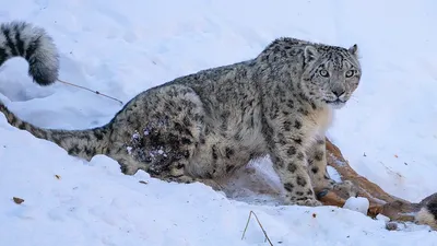 снежный барс, горы, фото - Новости Zakon.kz от 04.02.2026 09:34