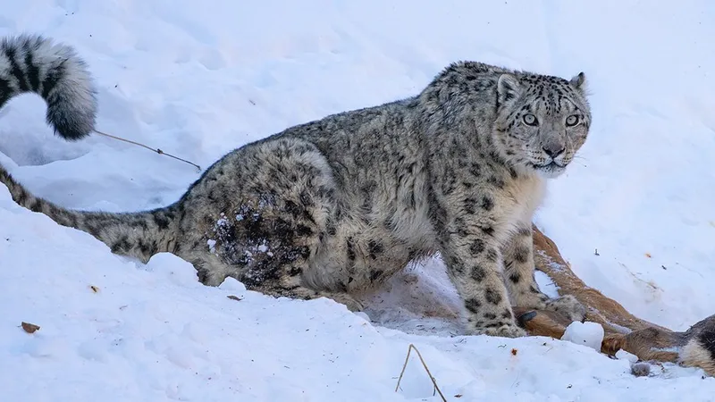 Редчайший хищник и человеческое любопытство: чем закончилась история снежного барса в горах Алматы