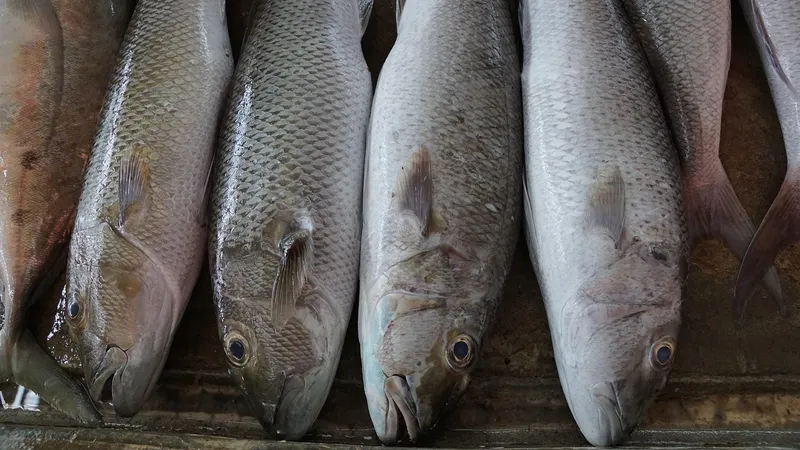 Массовый мор рыбы в реке Бадам обеспокоил жителей Шымкента