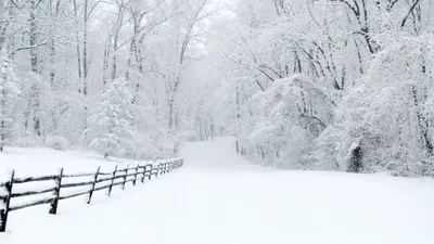 зима, снег, деревья, фото - Новости Zakon.kz от 05.02.2026 17:21