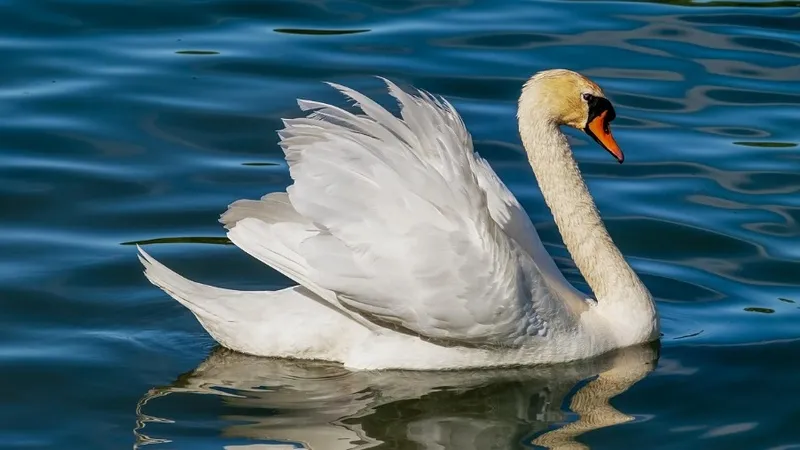 Двух лебедей после реабилитации в Мангистауской области вернули в дикую природу